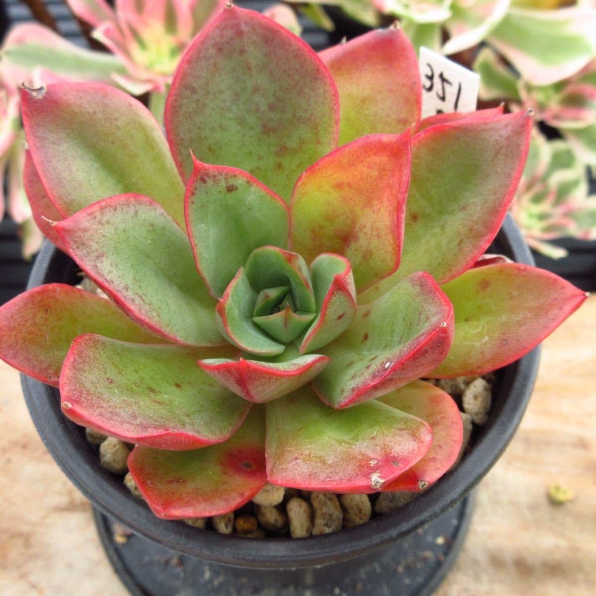 Amazon.co.jp: ！！多肉植物 レッドクラウス 大苗 レア苗 韓国苗 美苗