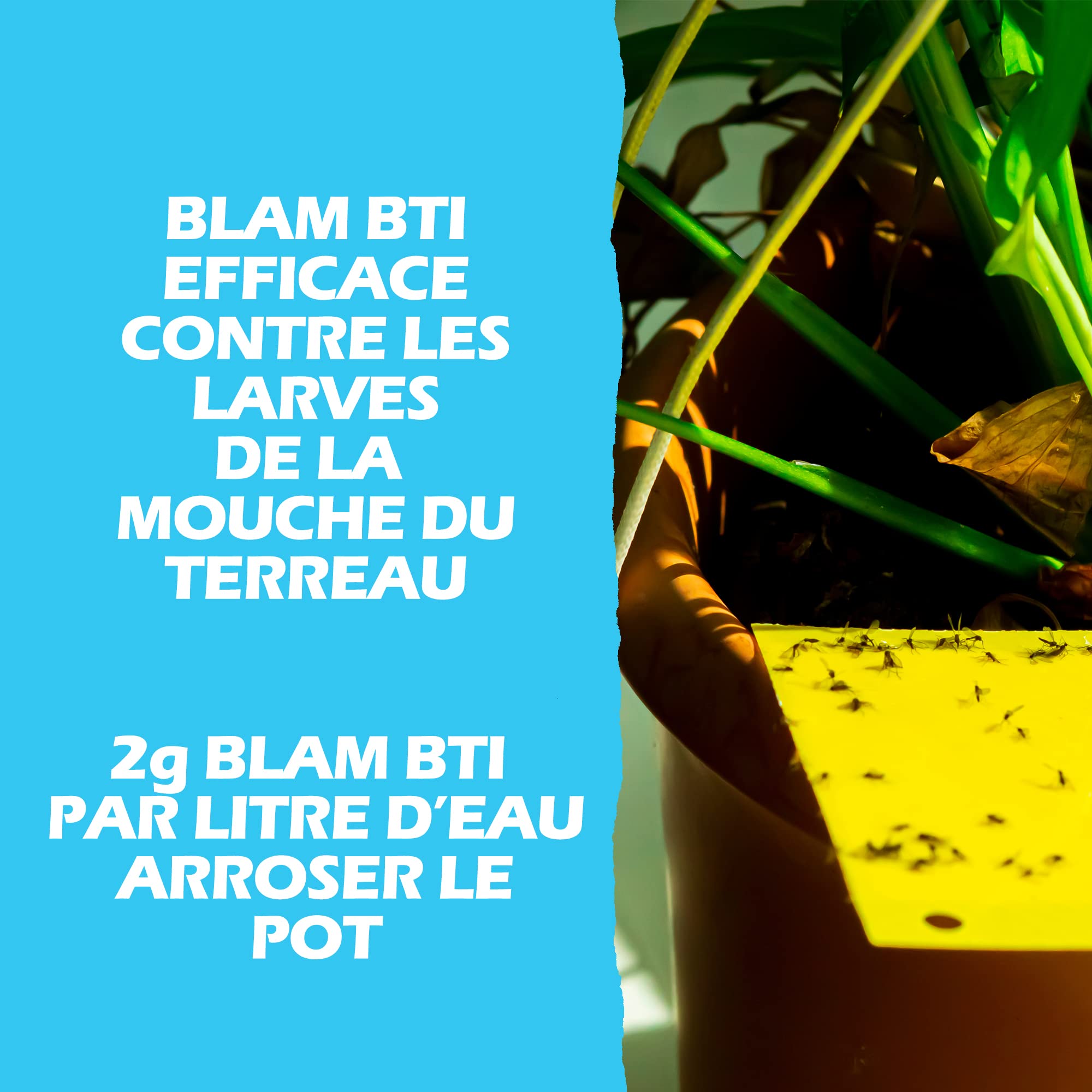 BLAM LarvZero BTI 100g – Larvicide naturel contre les mouches du terreau (Sciaridae) – Bacillus Thuringiensis Israelensis concentré pour 50L de solution