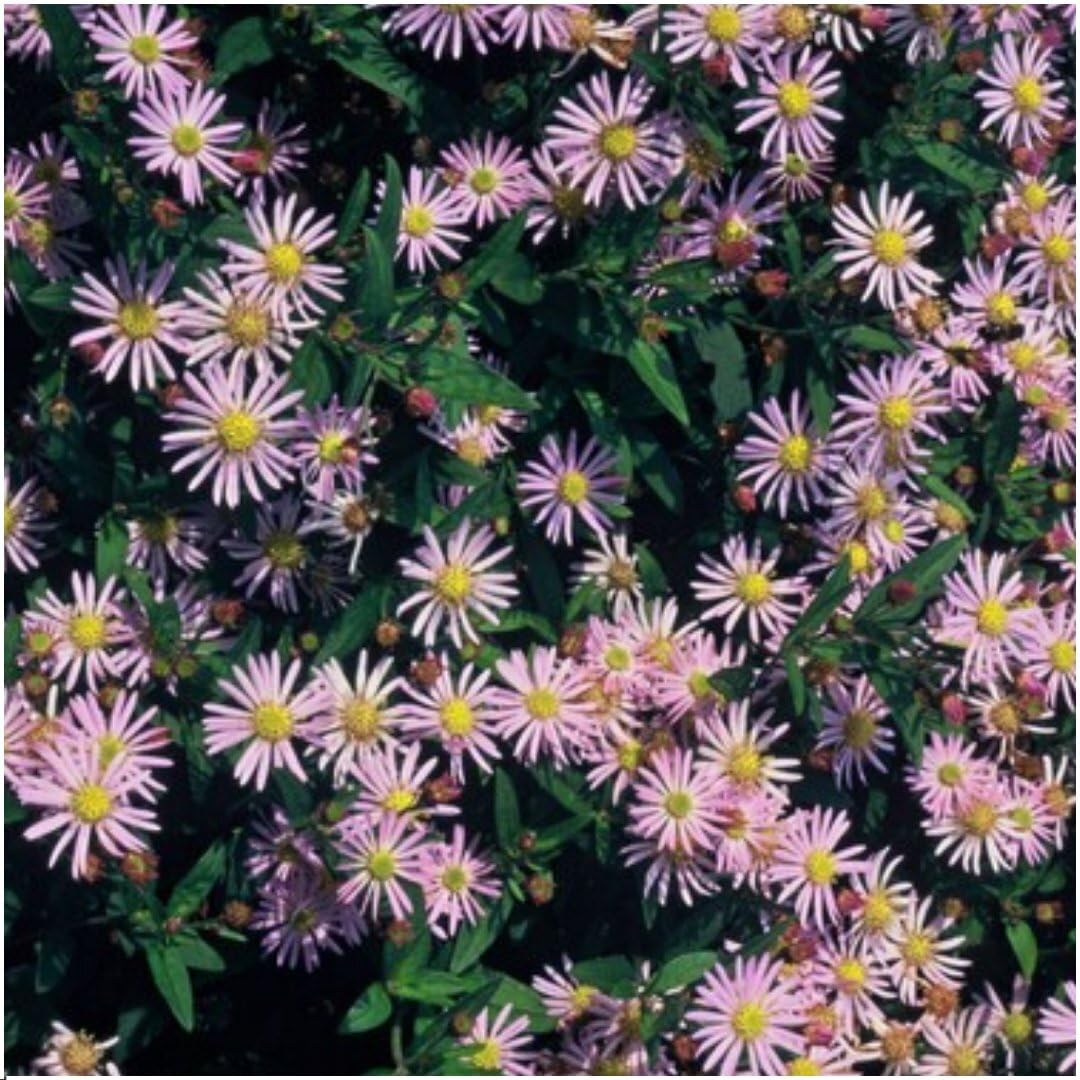 Plants by Frank 48x Aster Ageratoides Asran, Plantes d’aster, Ø 9 cm