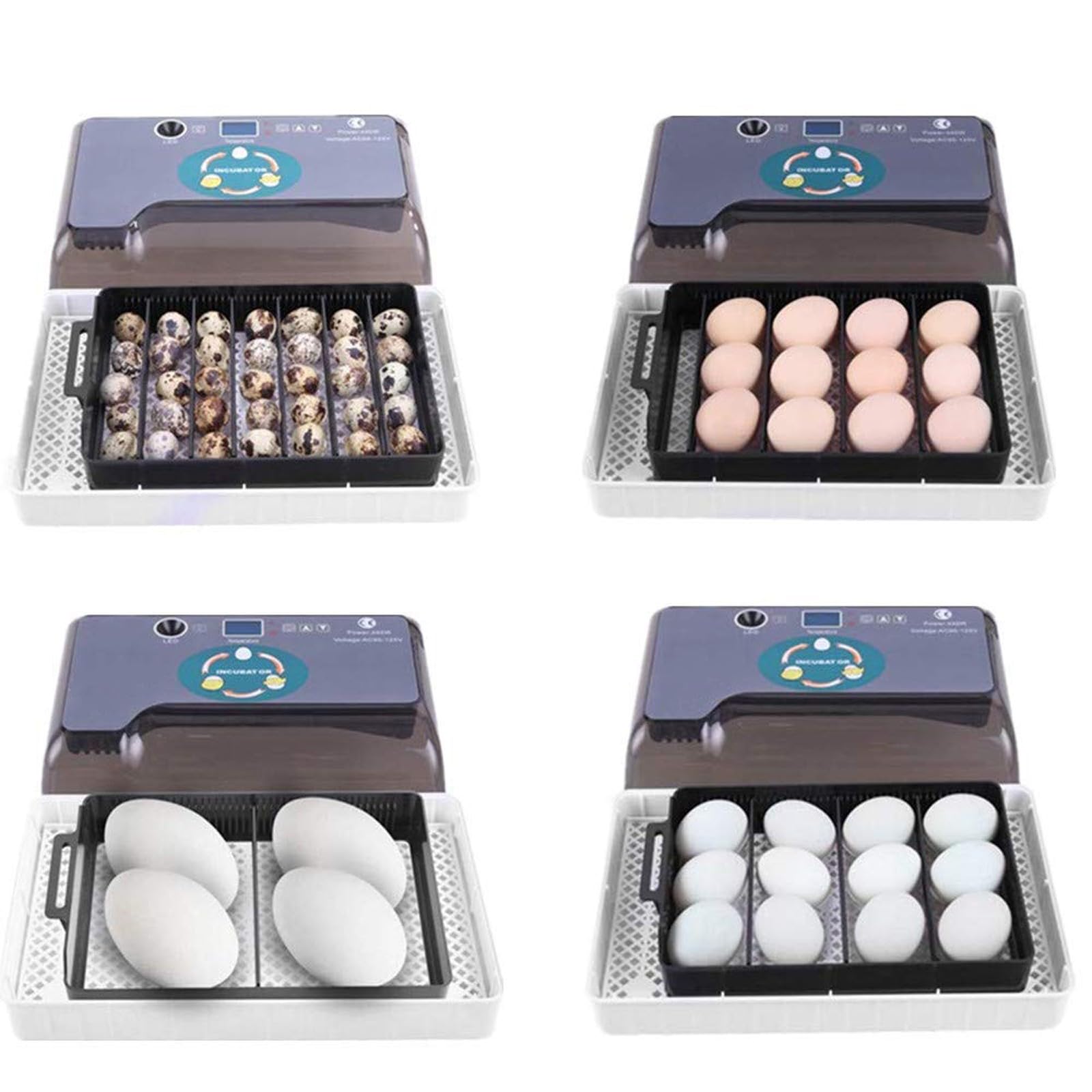 Incubatrice 12 Uova Incubatrice Uova di Tartaruga Allevatrice Rettili Allevatrice Termostatica Tartarughe con Girauova Automatico Coperchio Visibile Display LED Digitale(12 Eggs)