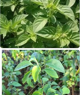 200 Seeds Hạt Giống Lá É và 7 hạt giống lá Giang Hat la e - Ocimum gratissimum Seeds Hạt giống cây hương NHU HOA trắng Diaspora Asian Seeds Vietnam Herb Seeds