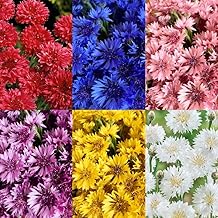 520+ Cornflower Seeds for Planting-Non-GMO Heirloom Plant Seeds Garden Outdoor