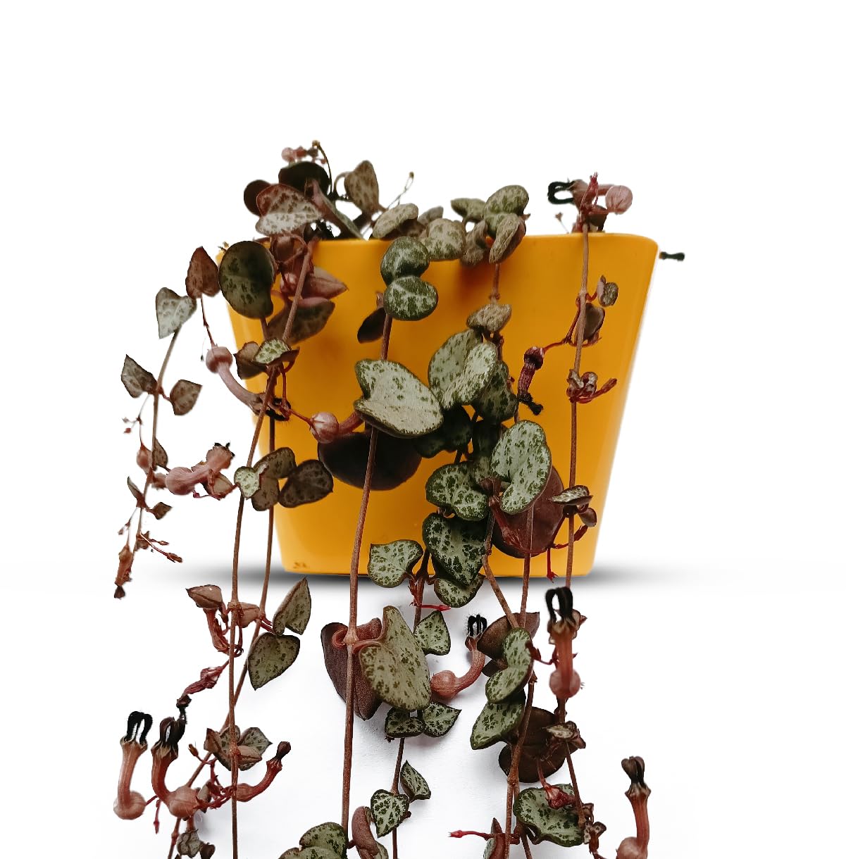 Live String of heart (Ceropegia woodii) plant with yellow plastic pot 15 cm ideal for balcony hanging basket | xeriscaping | sunny windowsils (pack of 1)-image-6