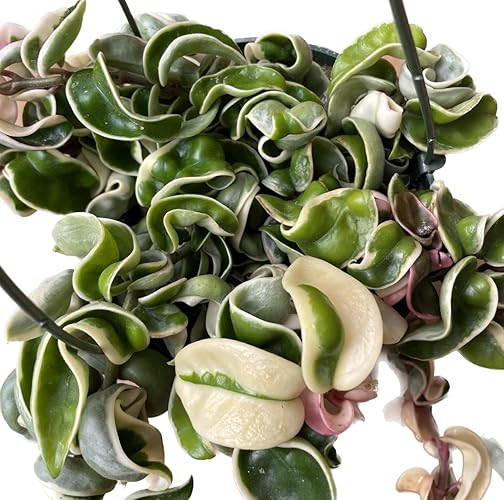 Variegated Hoya Compacta aka Hoya Hindu Rope Variegated Available in 2", 4", and 6" Pot Live Hoya Plant Prime Plants California (1 Small Plant/stem, 2" Pot) - 1 Small Plant/stem - 2" Pot