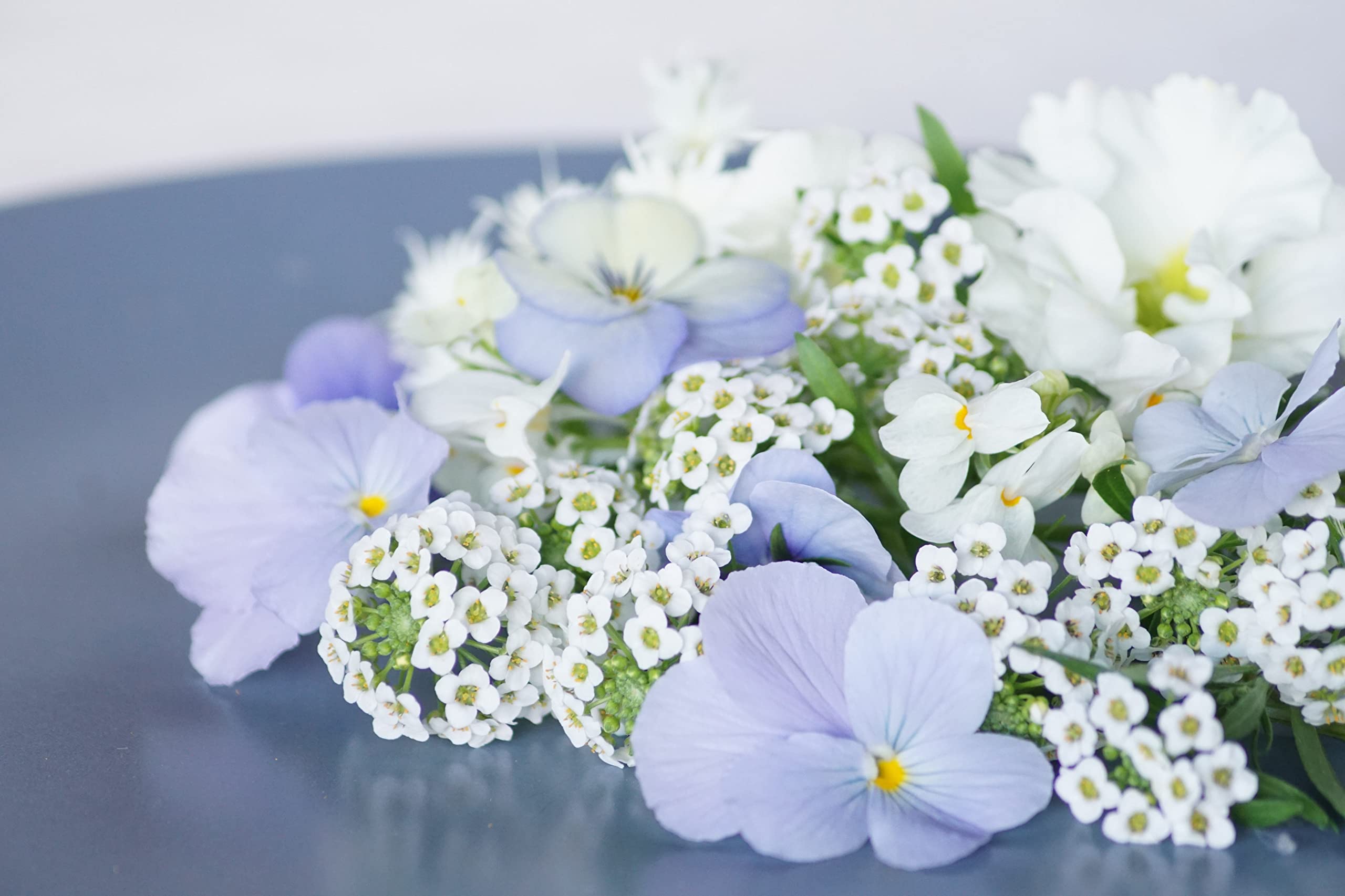 お花 Amazon.co.jp: 【冬のペールカラー】 みずいろカラーミックス 冬に咲く