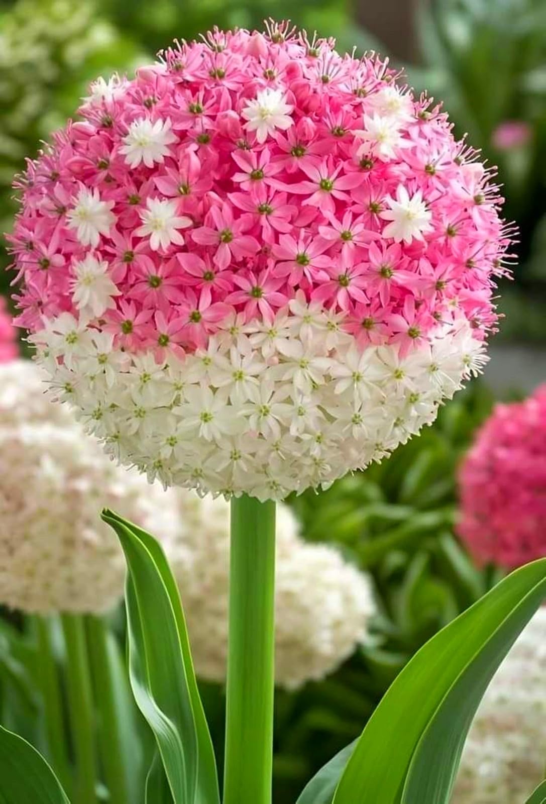 Allium Can Be Planted Now UK, Surprise Growth, Garden Decoration, No Watering Required, Fragrant Flowers, Suitable for Autumn-5 Rhizome-A