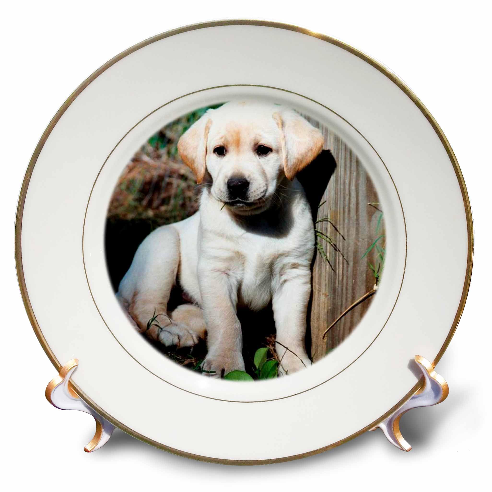 Amazon.co.jp: Dogs Labrador Retriever – キュートイエローラボ子犬