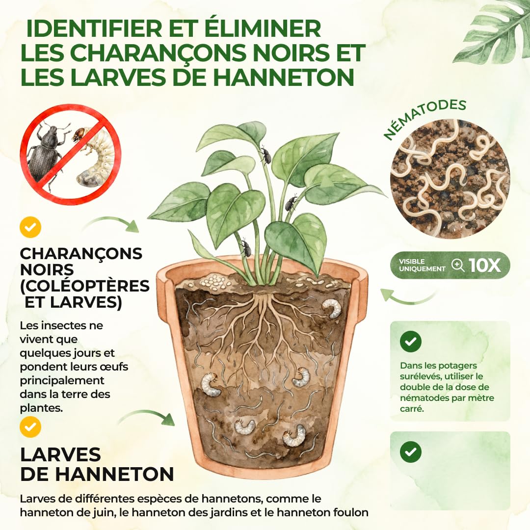 GREEN GUARDIA Power HB Nématodes contre le charançon et les vers fil-de-fer - 25 millions (50 m²) - Lutte antiparasitaire biologique, respectueux de l'environnement, sans produits chimiques. Facile à