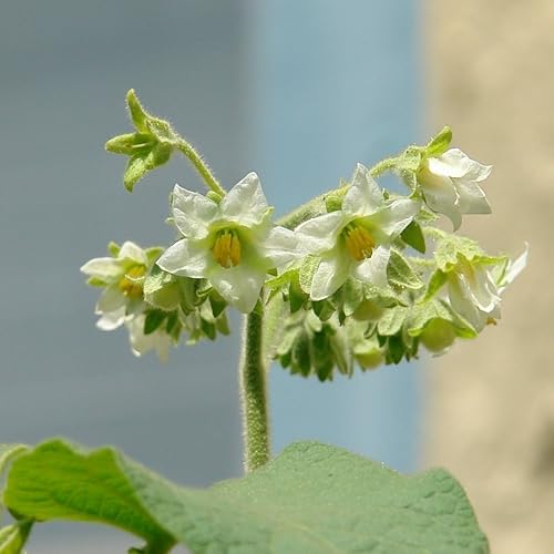 Miniatura 3 de Tamarillo enano (Solanum abutiloides) - Cultiva ahora o almacena para futuras plantaciones - Cápsula de 100 semillas
