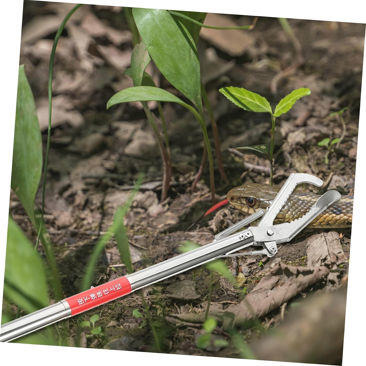 Mikinona Stainless Steel Snake Tong Grabber with Wide Jaw and Non-slip Grip for Eels Crabs and Seafood Ergonomic Design for Easy Handling and Garbage Collection Tool