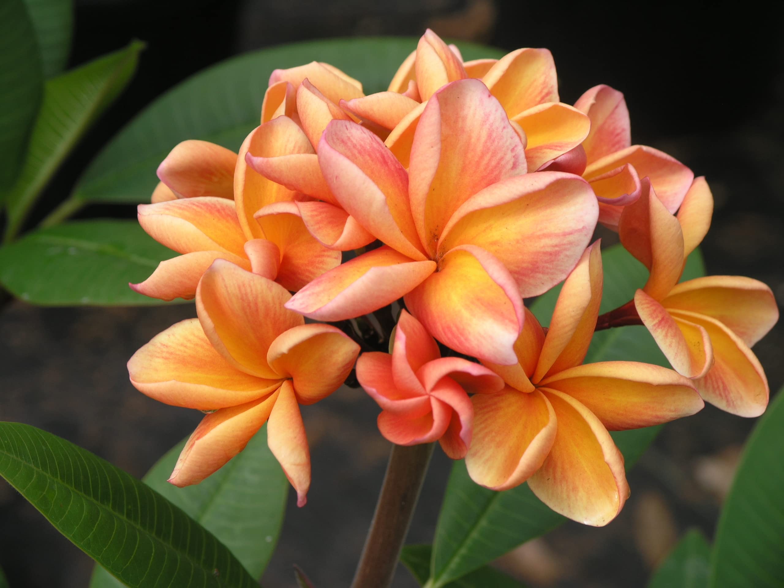 JooGTooK Dwarf Rare Michelia Son Champa Chempakam Live Plant (1 Healthy Live Plant) (B0C4FF4DTD) Amazon Price History, Amazon Price Tracker