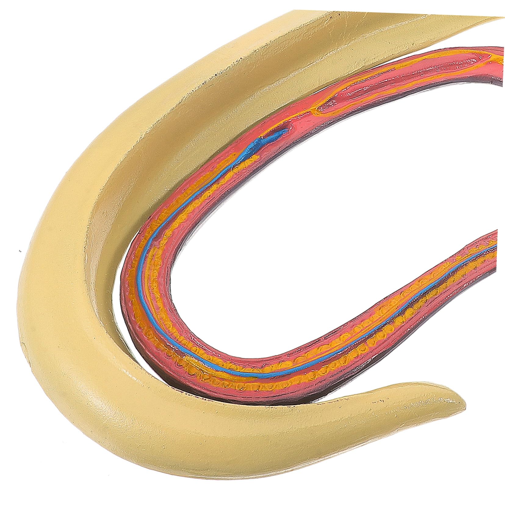 Alipis Modello Anatomico Schistosoma Per Studio e Insegnamento Materiale Scientifico Supporto Didattico Per Animali