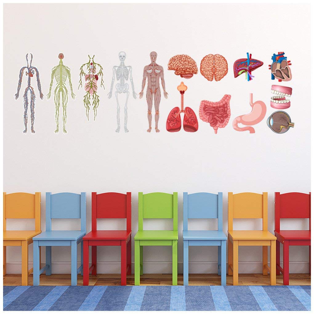azutura Human Anatomy Biology Medicine Wall Sticker Set available in 8 Sizes Digital