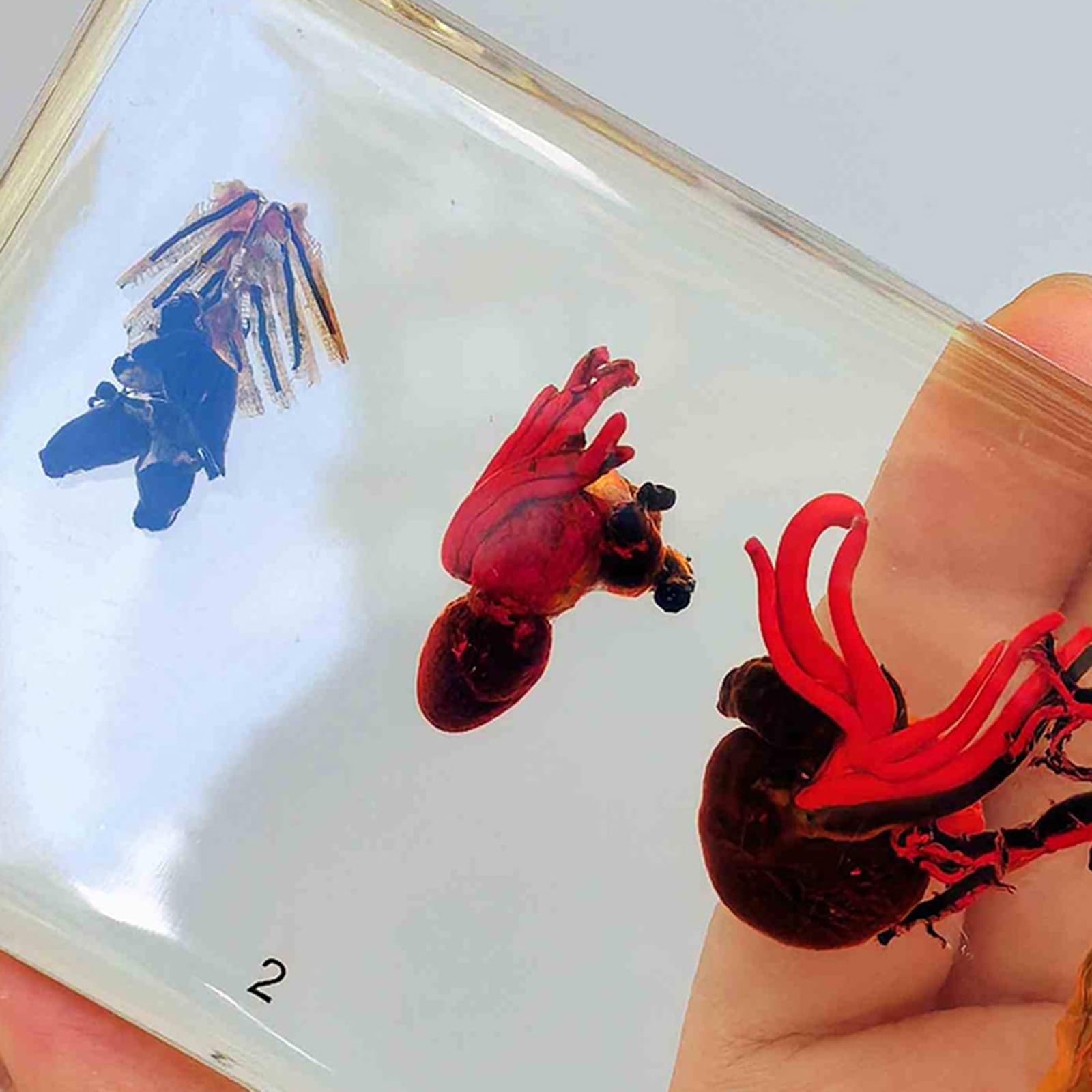 Cinque Classi di Campioni di Cuore - Campione di Confronto di Cuore Conservato - Collezione di Fermacarte per Esposizione di Tassidermia, Trasparente, 16 Cm