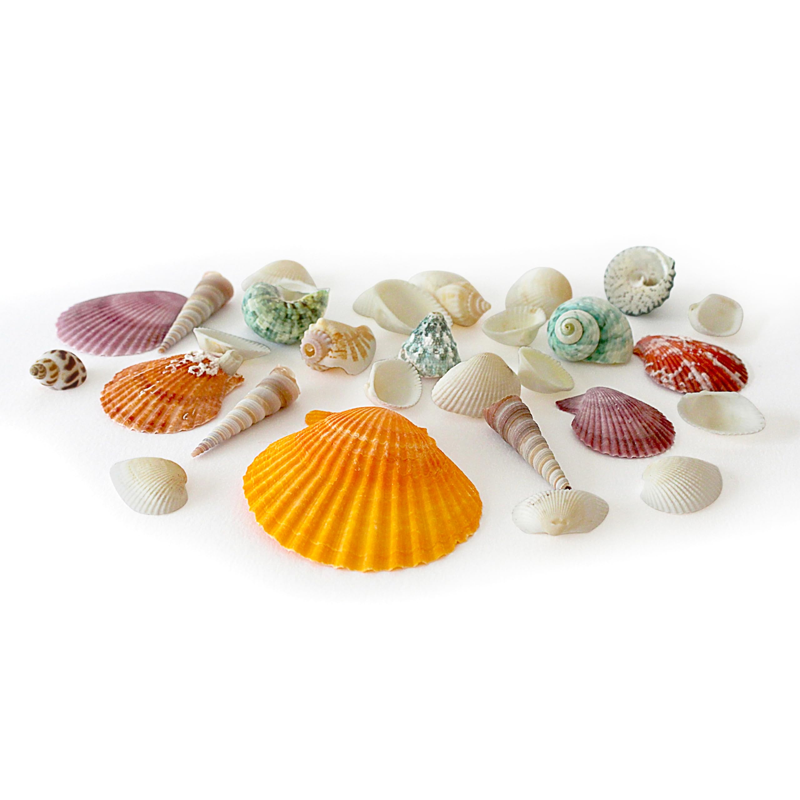 Rainbow Eco Play Sea Shells, Mixed Seashells Approx. 50pcs, Natural Shells for Crafting, Real Beach, Decorative, Arts and Crafts, Vase, Aquarium, Fish Tank, Home Décor