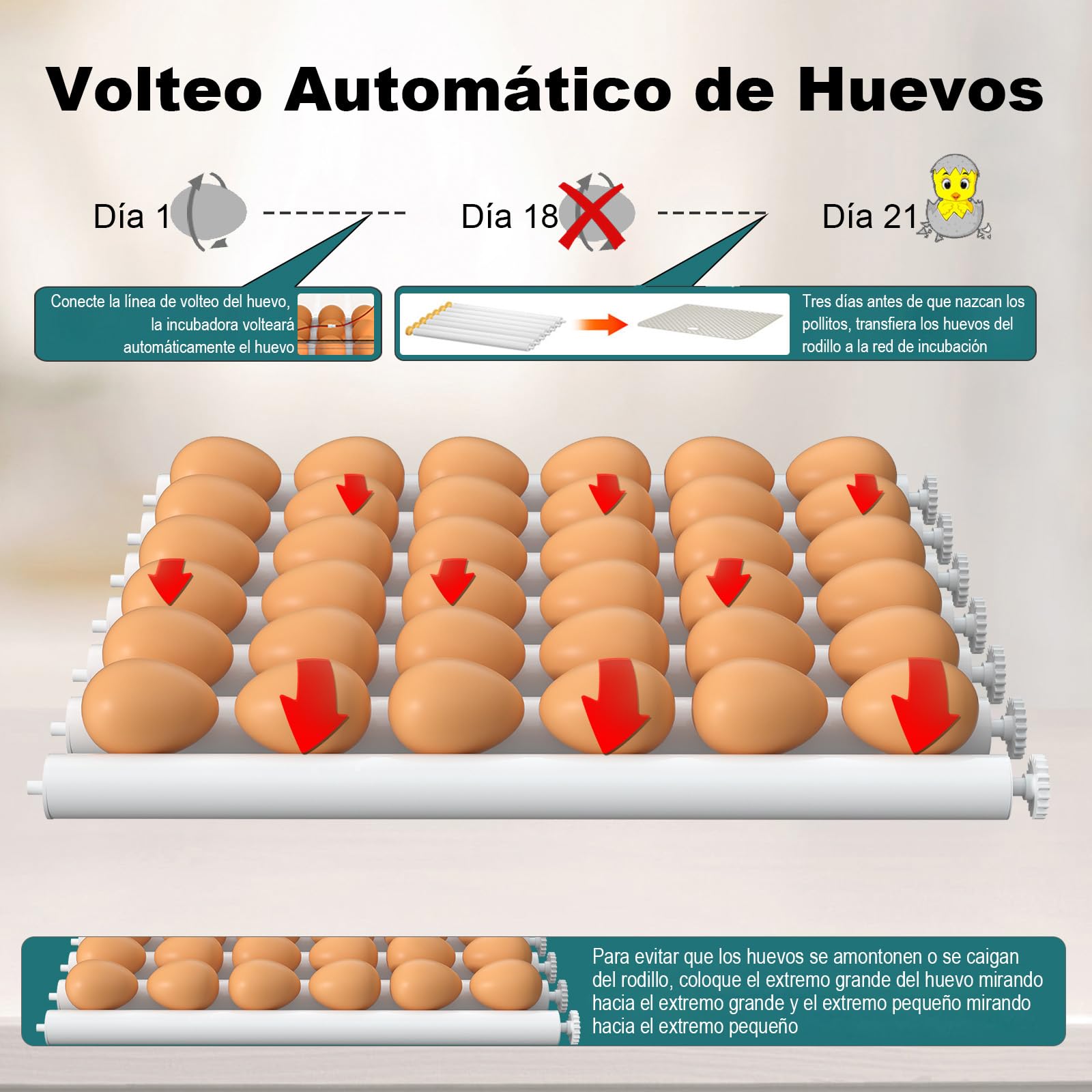 CoInceptus Incubadora Huevos Gallina, Incubadora de 24-36 Huevos con Volteo Automático de Huevos y Humidificación automática, Incubadora para Huevos de Gallina, Codorniz, Pato, con Lámpara de Huevo