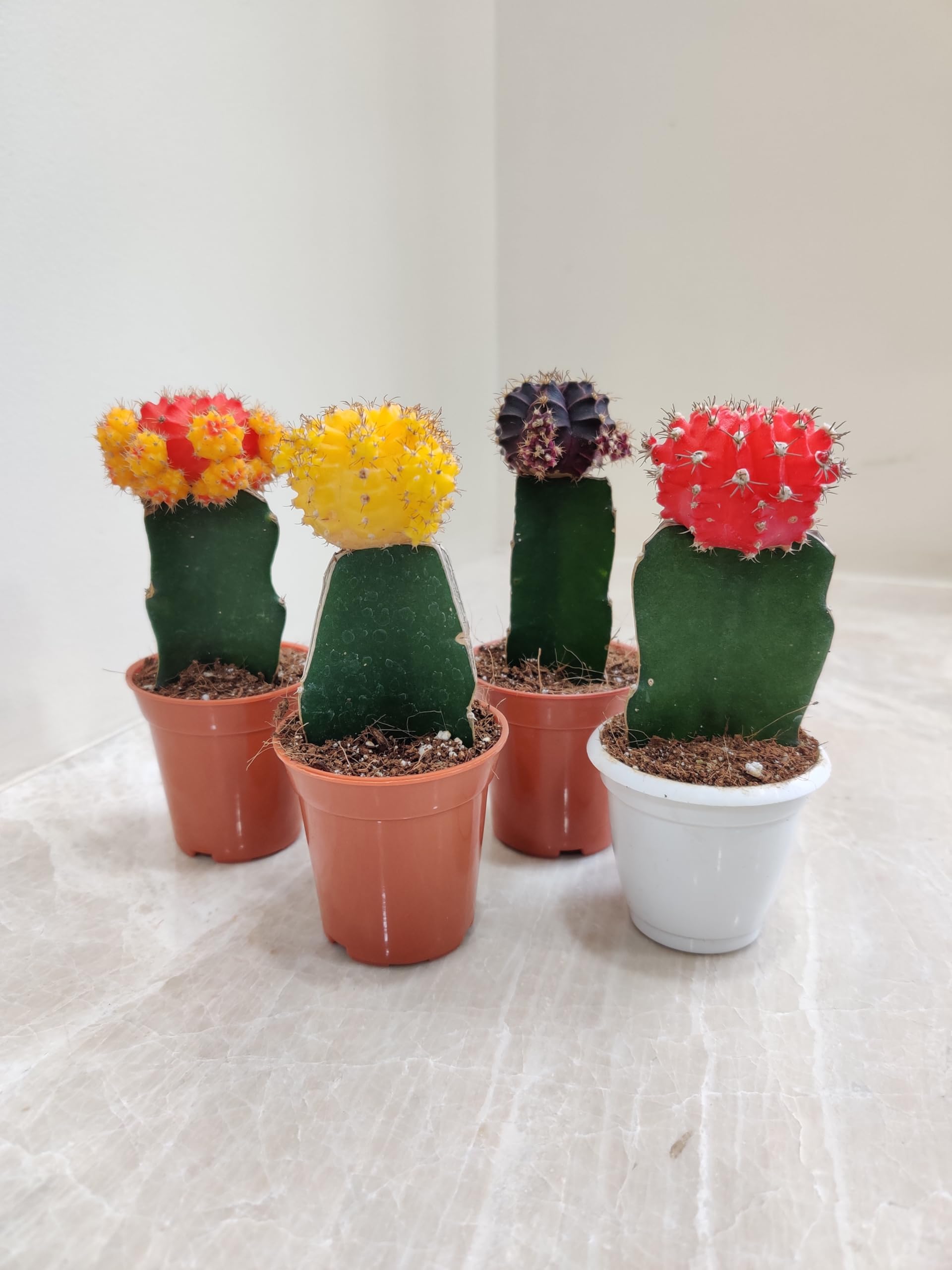 Moon Cactus Plants - 4 Colorful Air Purifiers -2 Moon Cactus Plants - 4 Colorful Air Purifiers -2