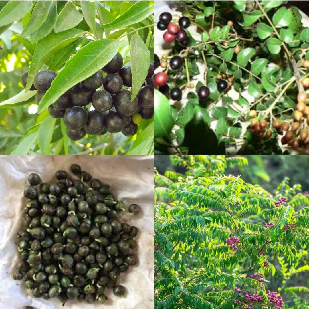 Curry leaves seeds plant, Kadi patta kadipatta leaves home garden planting seeds pack of 14 healthy live seeds-image-47