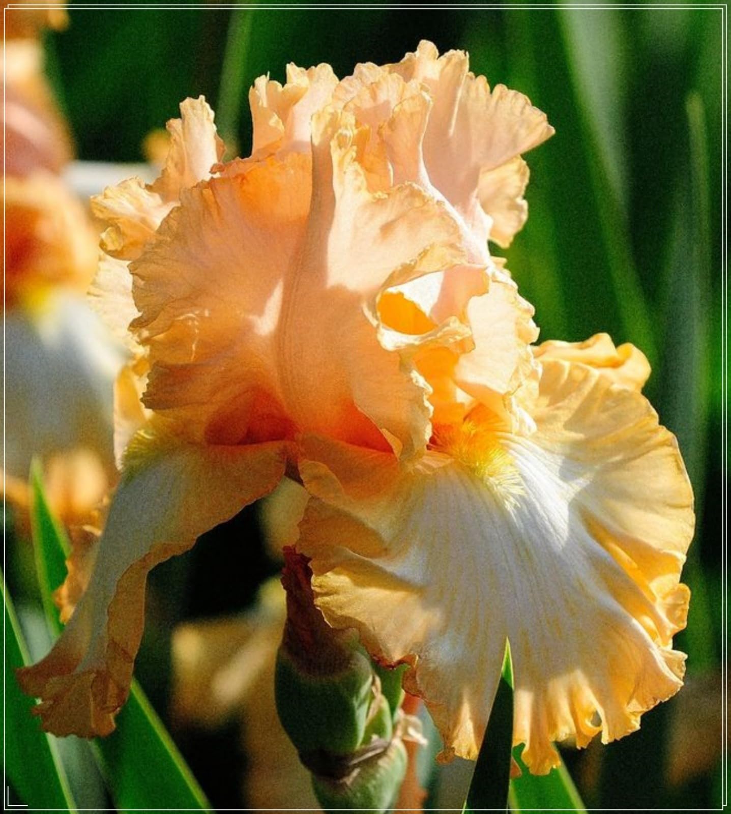 Iris Bulbs, Wedding, Simple Planting, Iris Bulbs for Planting, Perennial, Garden Flowers Now UK, Perfect UK Now, 5bulb-d
