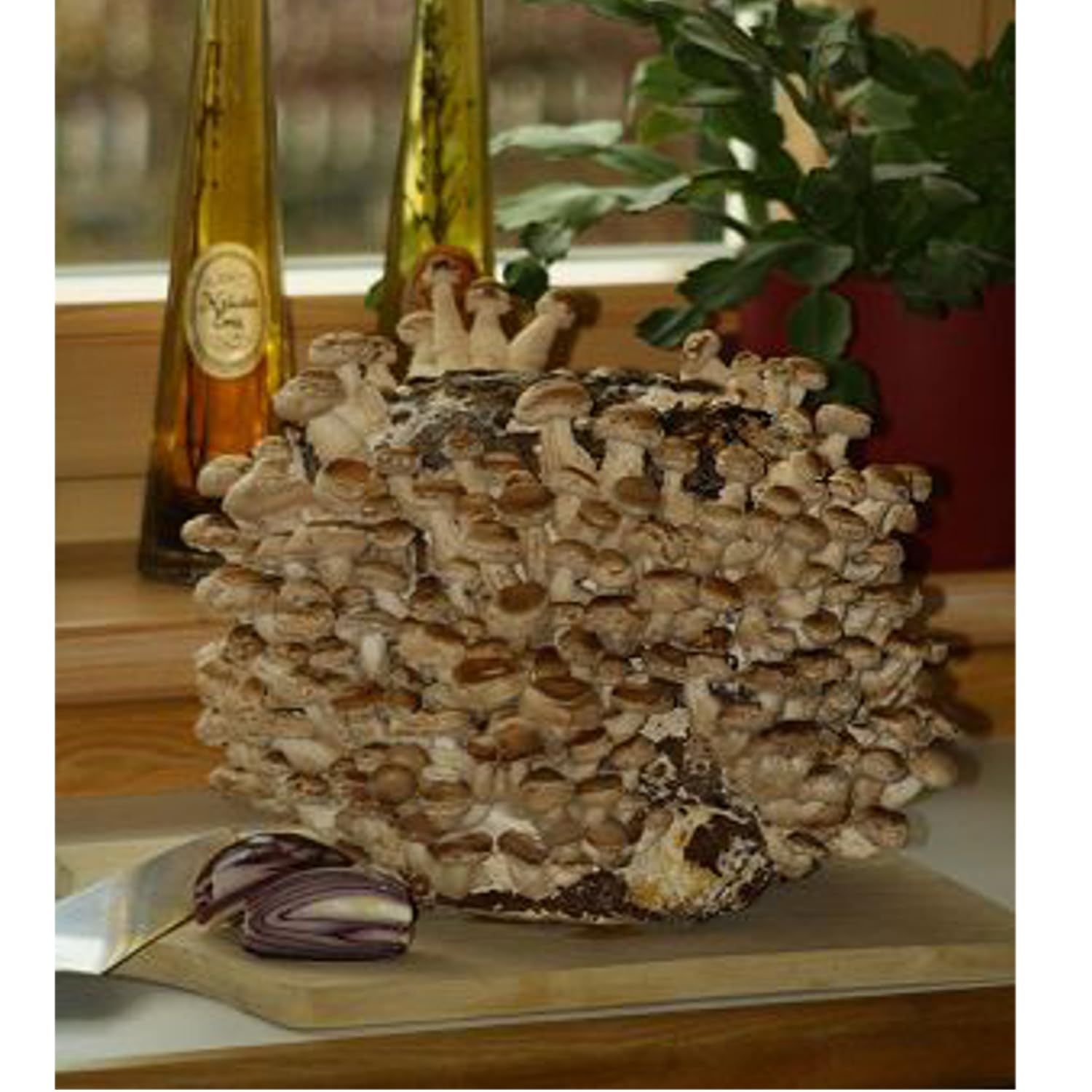 Boite Champignons à Faire Soi-même - Kit Facile De Culture - Spores Et