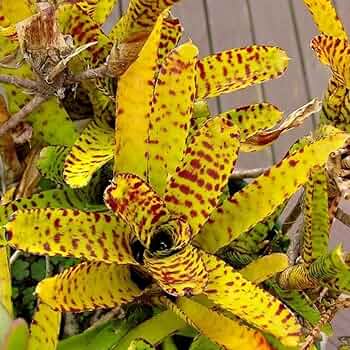さぎこう さま専用Neoregelia Bold Zebraなど6点 送料無料】Neoregelia 'Bold Zebra'〔ネオレゲリア〕現品発送