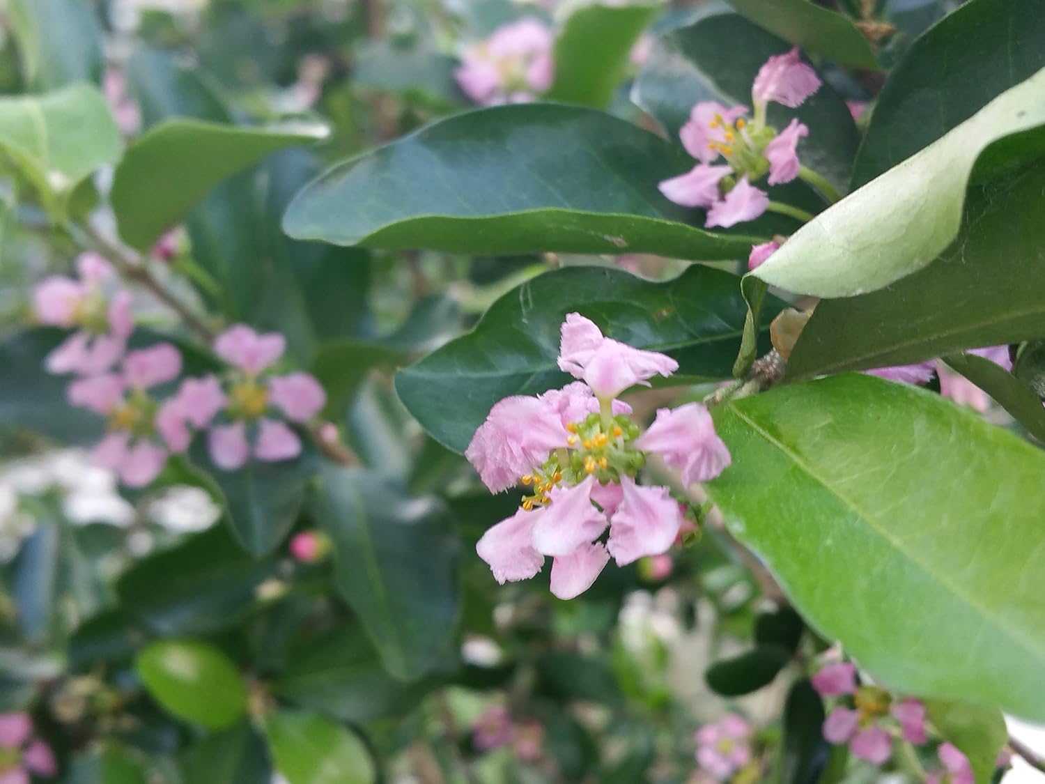 Barbados Cherry - Malpighia glabra- Live Tree Plant - Red Edible Fruit - Pink Flower- Emerald Goddess Gardens - Starter Sz 4 Inch Pot