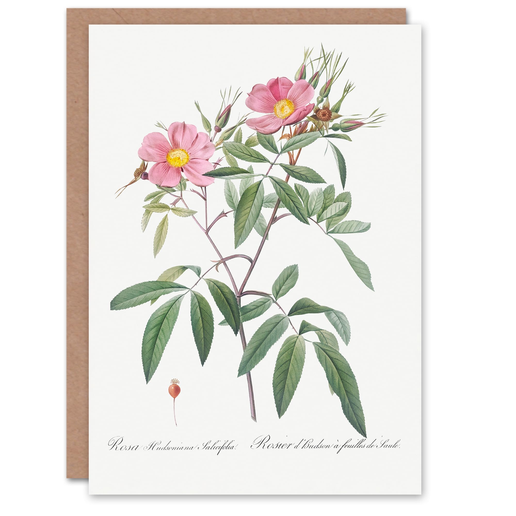 Artery8 Pierre-Joseph Redouté Art Card Hudson Swamp Rose Flowers