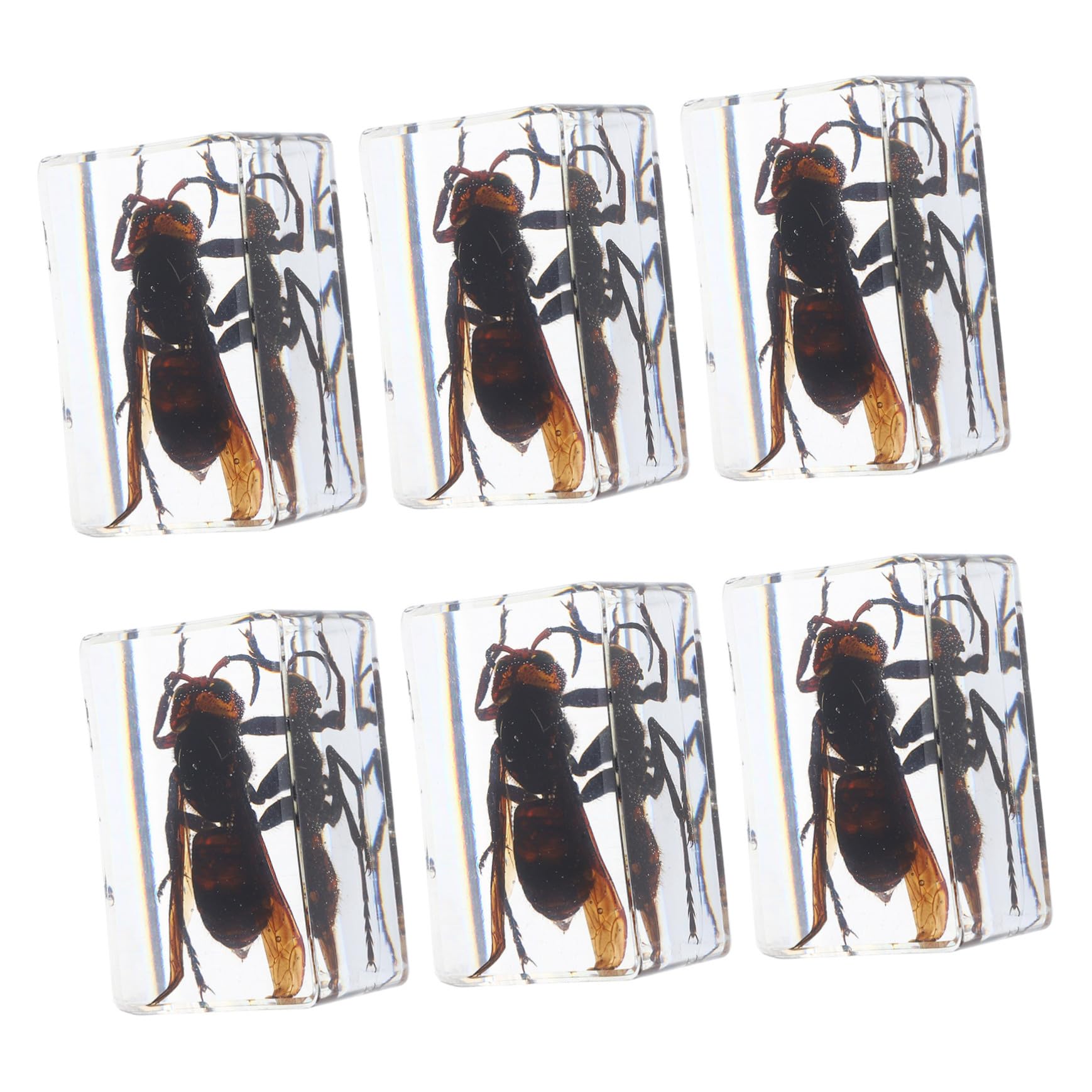 Hohopeti 6pcs Resin Insect Specimens Collection | Preserved Wasp Animal Figures | Scientific Education Paperweight for Classroom Display | Biology Teacher Supplies