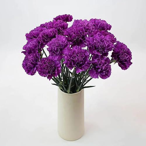 QAUZUY GARDEN 100 semillas de clavel de color morado oscuro, gran regalo de jardinería, flores ornamentales de Dianthus fáciles de cultivar, flores