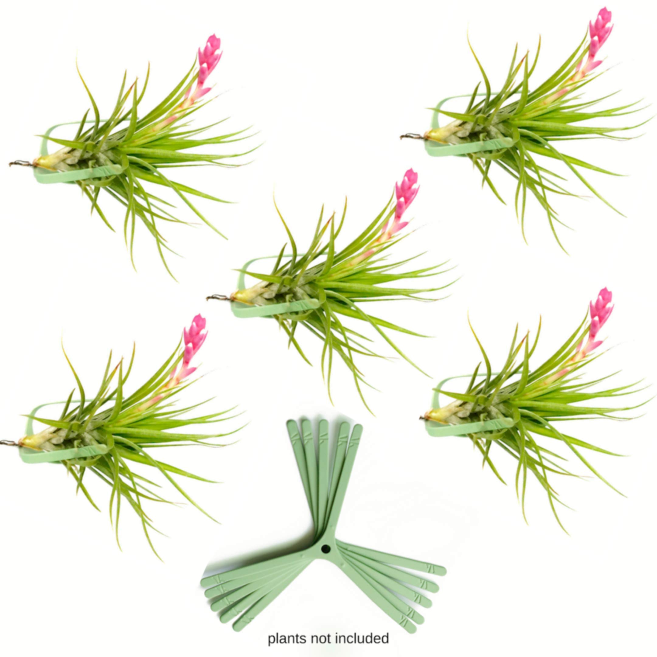 AIR PLANT Wall Display KIT Includes: 5 Tillandsia AIR PLANTS + 5 Green AIR KNOTS + GIFT BOX. Air Plant Holder TERRARIUM Home Decor Accents