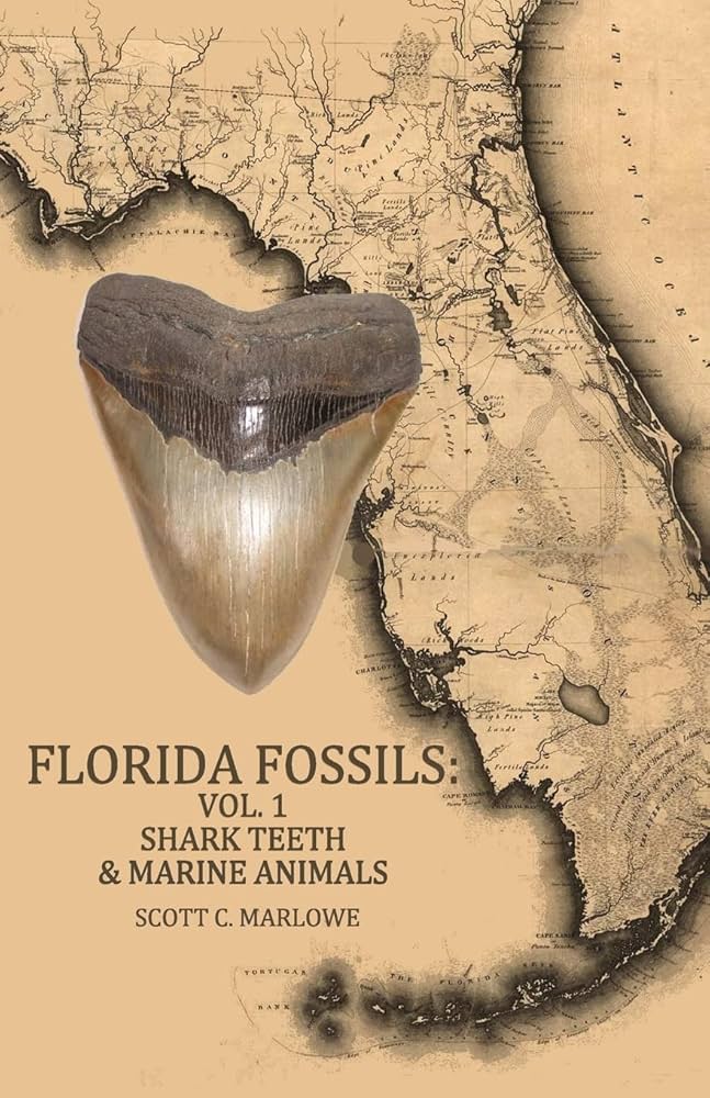Florida Fossil Map Best Sale - 71plMGTXHWL. AC UF1000,1000 QL80