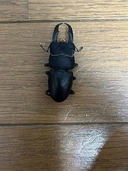 インド ヒラタクワガタ 標本 インド産クルビデンス 野外標本 ヒラタクワガタ - Wikipedia