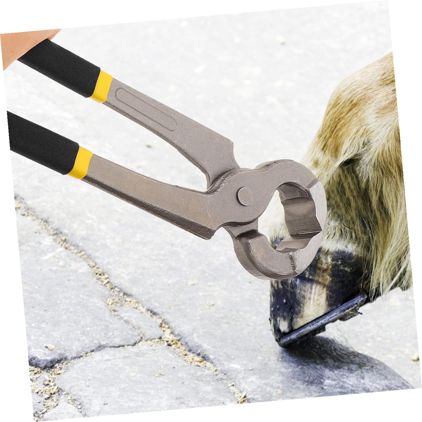 Pinza per Zoccoli Multifunzione per Bovini e Ovini in Metallo 30 Cm | Sbavature, Leggera e Versatile, Colore Nero, Uso per Bovini e Ovini, Strumento da Pareggio