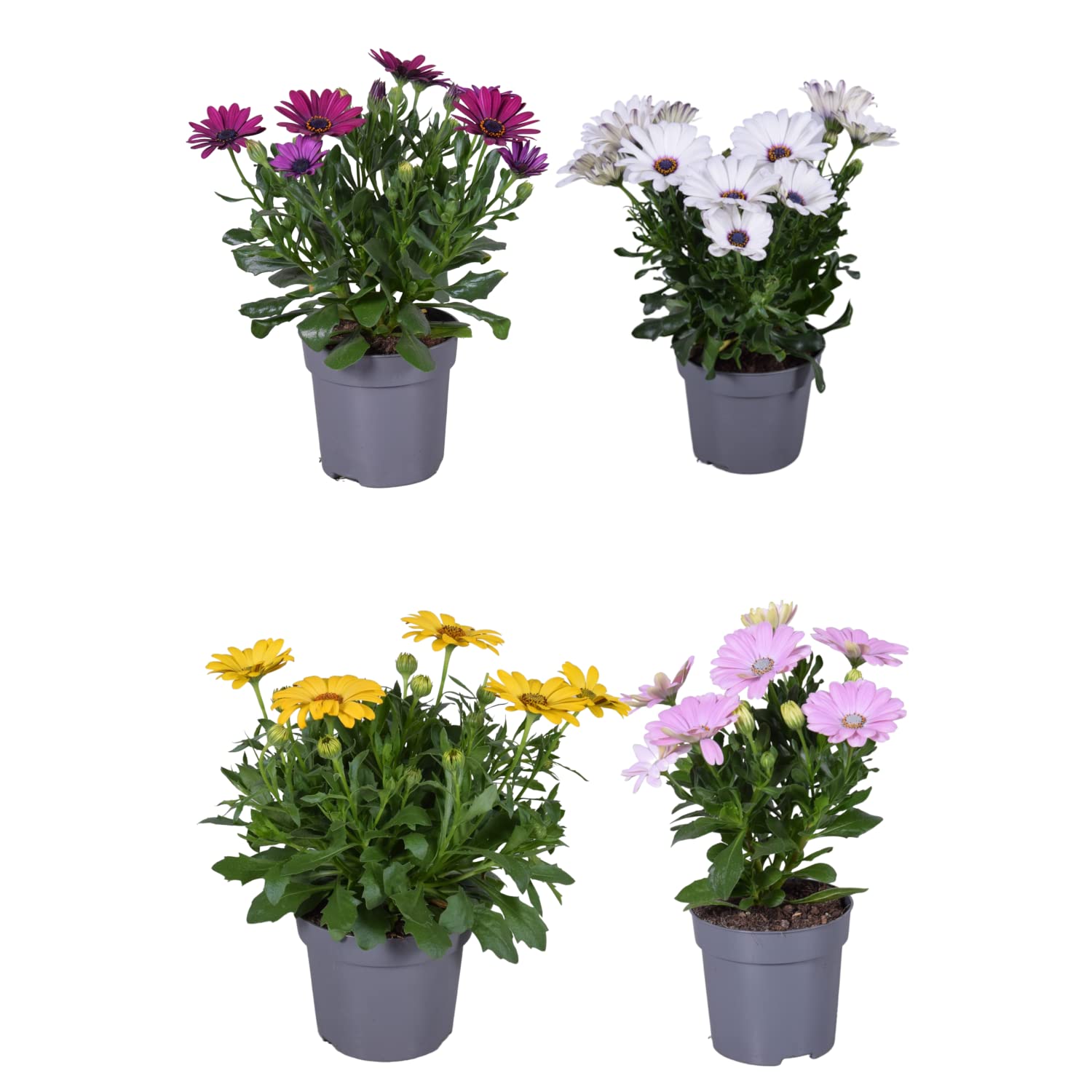 Margaritas - Pack 4 Flores - Plantas Naturales - Flores de Primavera - Dimorphoteca o Dimorfoteca