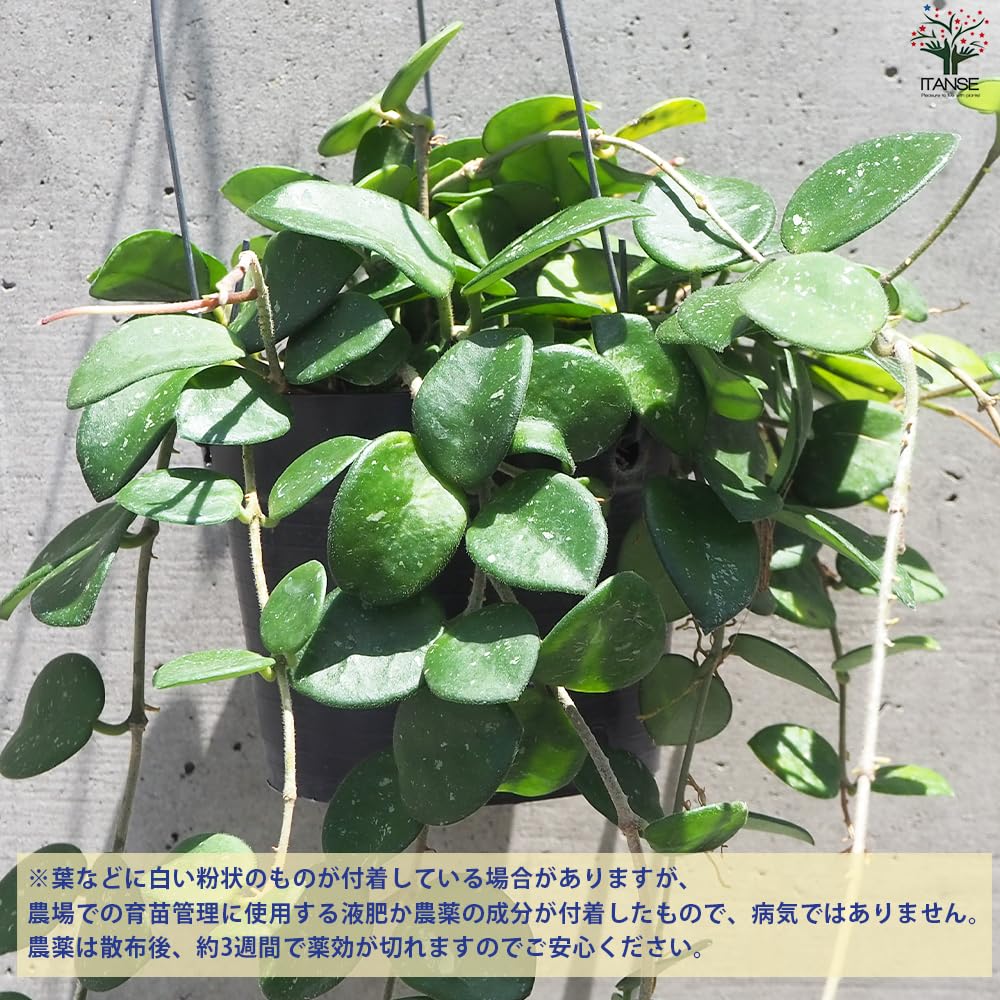 ホヤ マチルダ 内斑 Hoya mathilde variegata サクララン