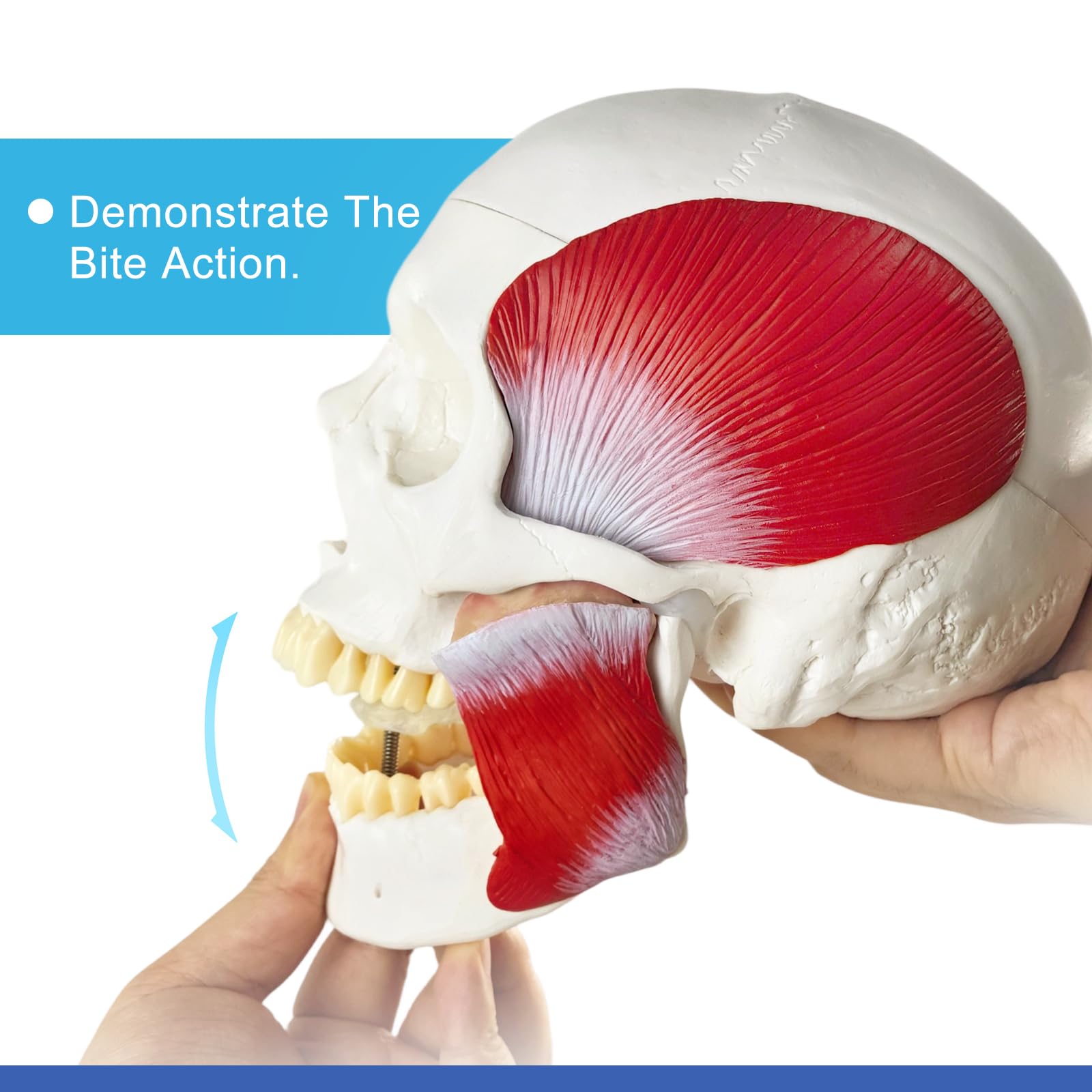 Menschliches Anatomie-Schädelmodell, Mit Kaumuskulatur, 1:1 Lebensgröße | EVOTECH SCIENTIFIC Schädel-Anatomiemodell, Geeignet Für Anatomiestudium, Bildung Und Lehrzwecke