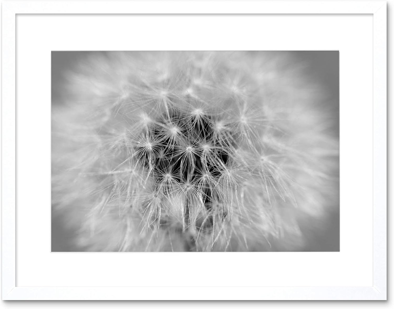PHOTO BLACK WHITE DANDELION SEEDS FRAMED PRINT F12X2822