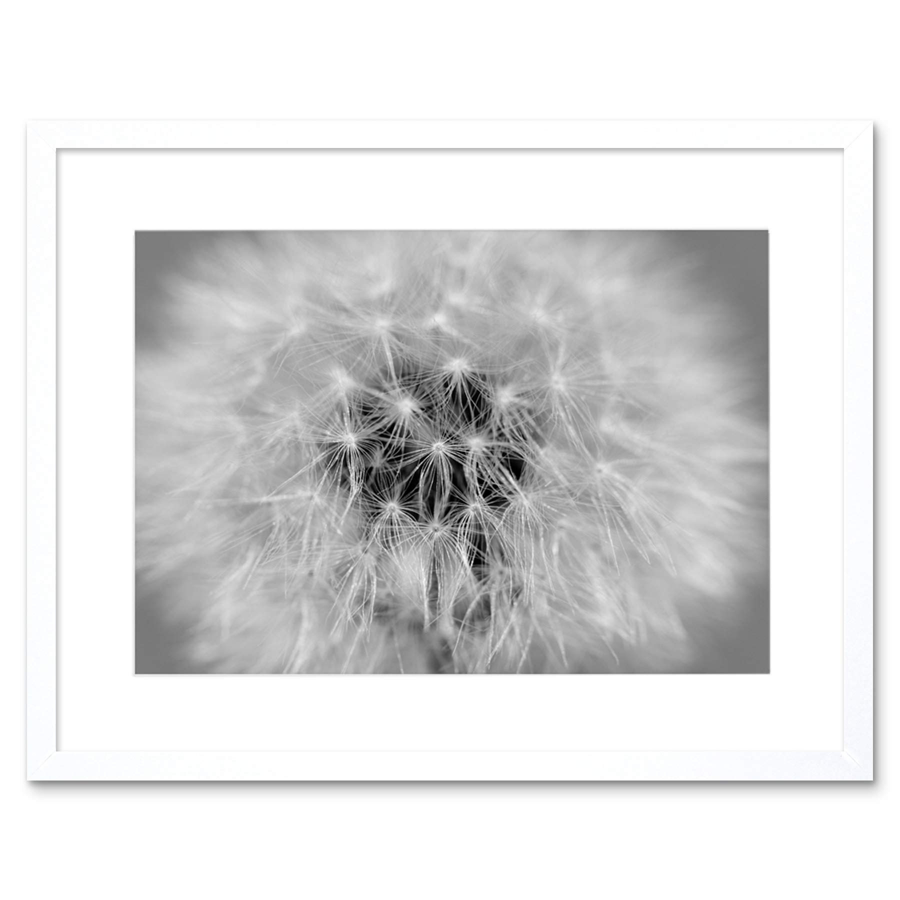 Wee Blue Coo Photo Black White Dandelion Seeds Framed Wall Art Print