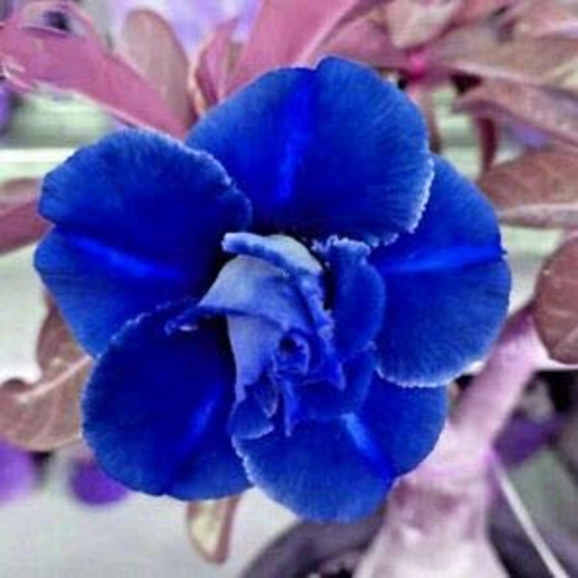CHUXAY GARDEN Rare Blue Desert Rose Seed 2 Seeds Beauty Adenium Obesum Houseplant Beautiful Potted Plants Fast Growing & Maintain