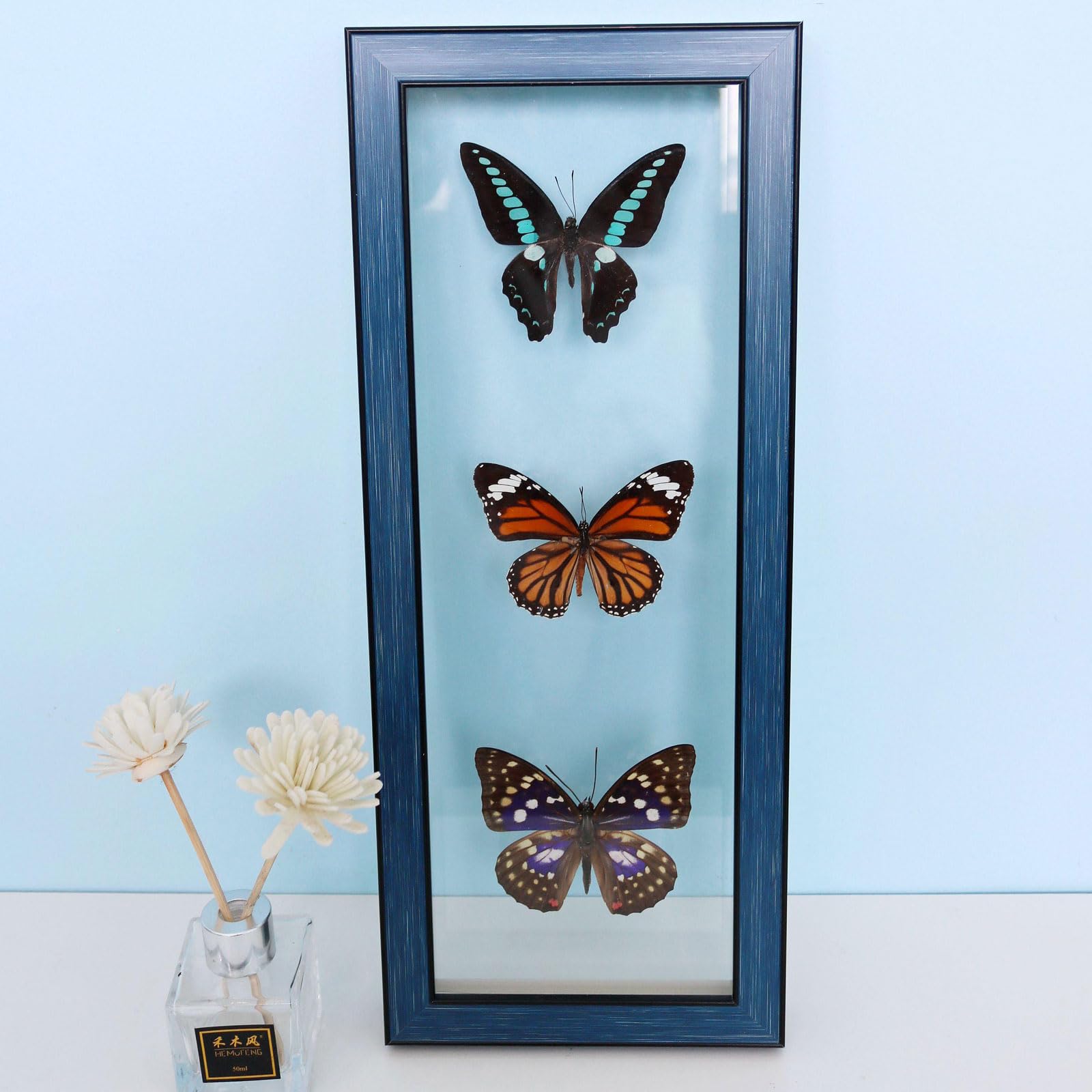 Guoyoocc Real Framed Butterflies Insect Specimen Butterfly Taxidermy Handmade Specimen Craft Birthday Gift,Home Decoration Photo Wall Children's Experimental Gifts,Frame Size 15 X 37cm,Random Match