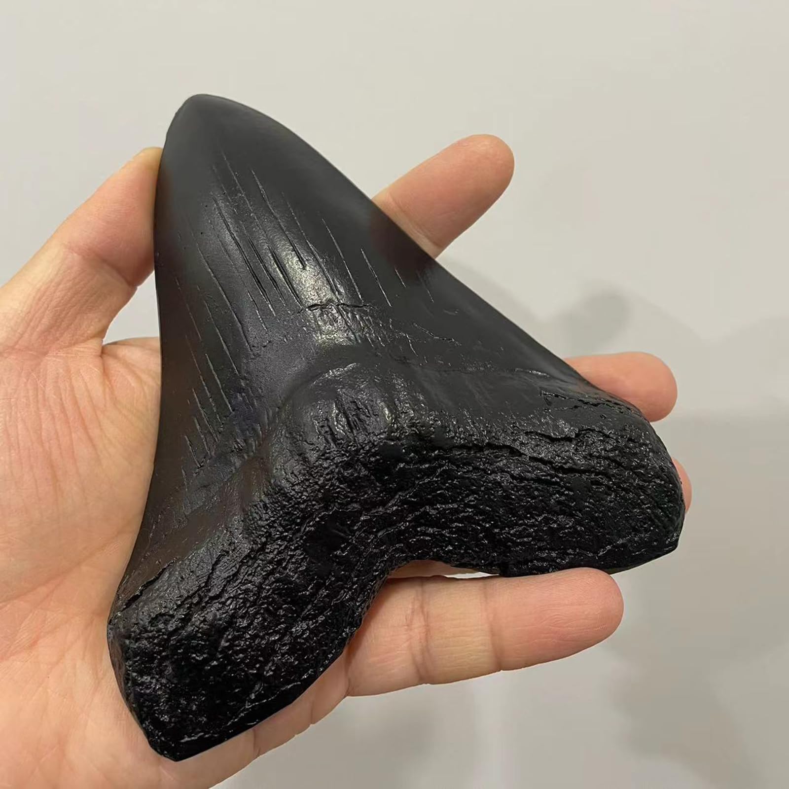 Modelo de Diente de tiburón de Resina Megalodon - Modelo fósil paleontológico - para decoración de Oficina de Adorno de Tienda de Mesa
