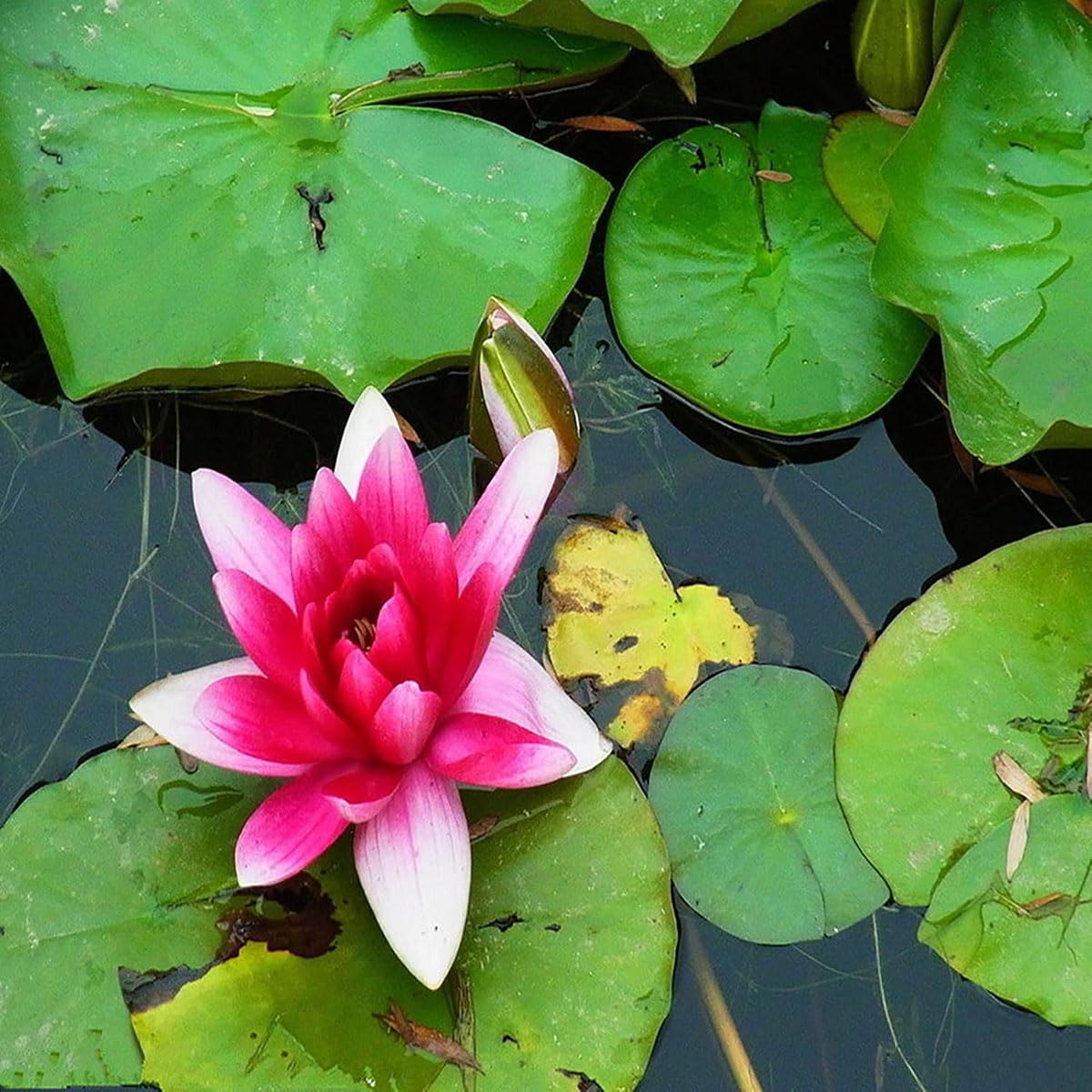 Heilige Bonsai Schalenlotus Samen - Gemischte Farben Für Wasserpflanzung