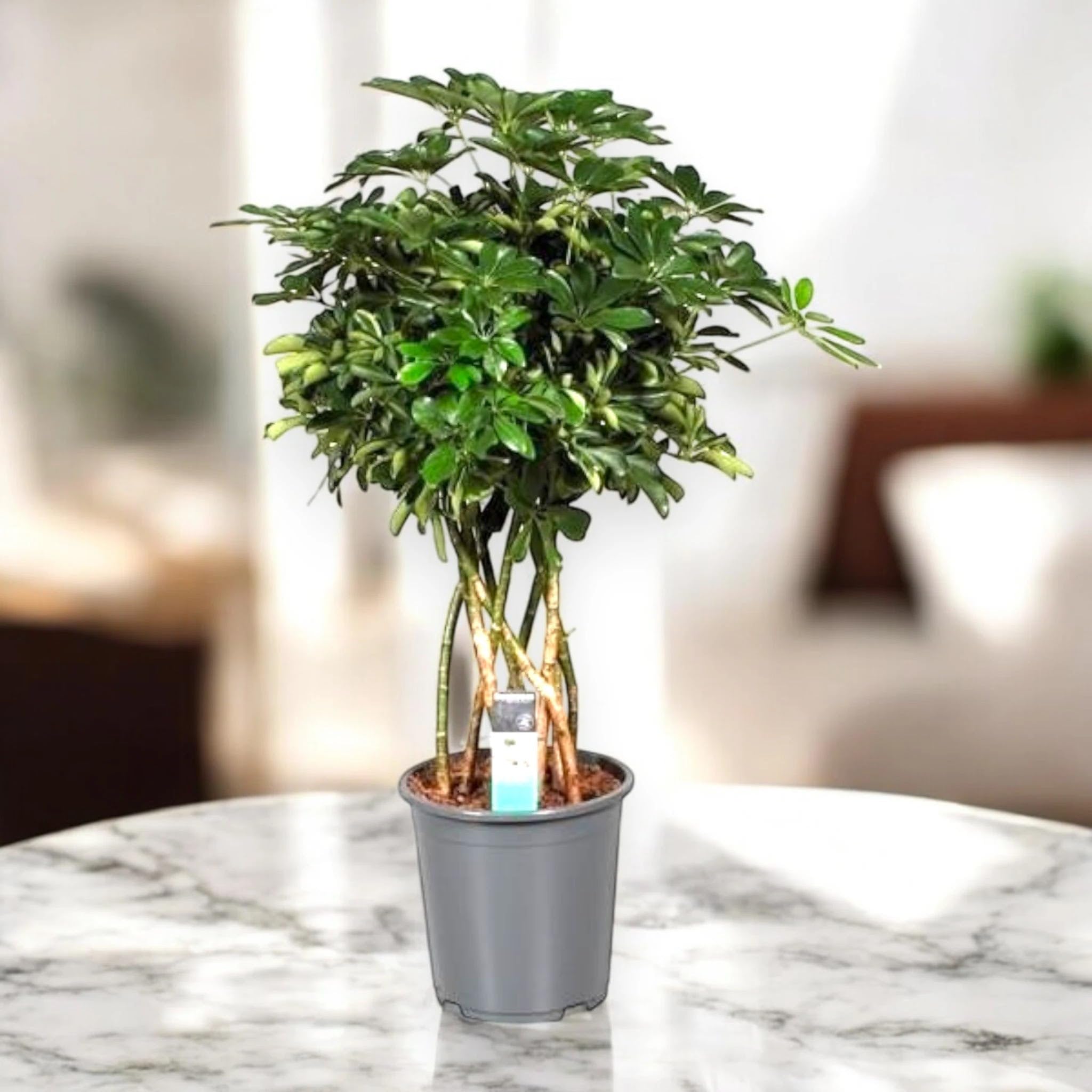 Schefflera arboricola 'Compacta' - Pianta Ornamentale da Interno, Verde, Altezza 120 cm, Vaso 27