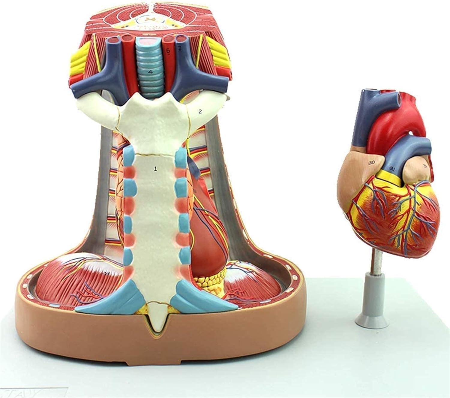 縦隔モデル心臓解剖学 - 胸腺および縦隔医療解剖学的呼吸 - 科学的人体解剖学 - 医学教育訓練と互換性あり★新作・2026年★人気★