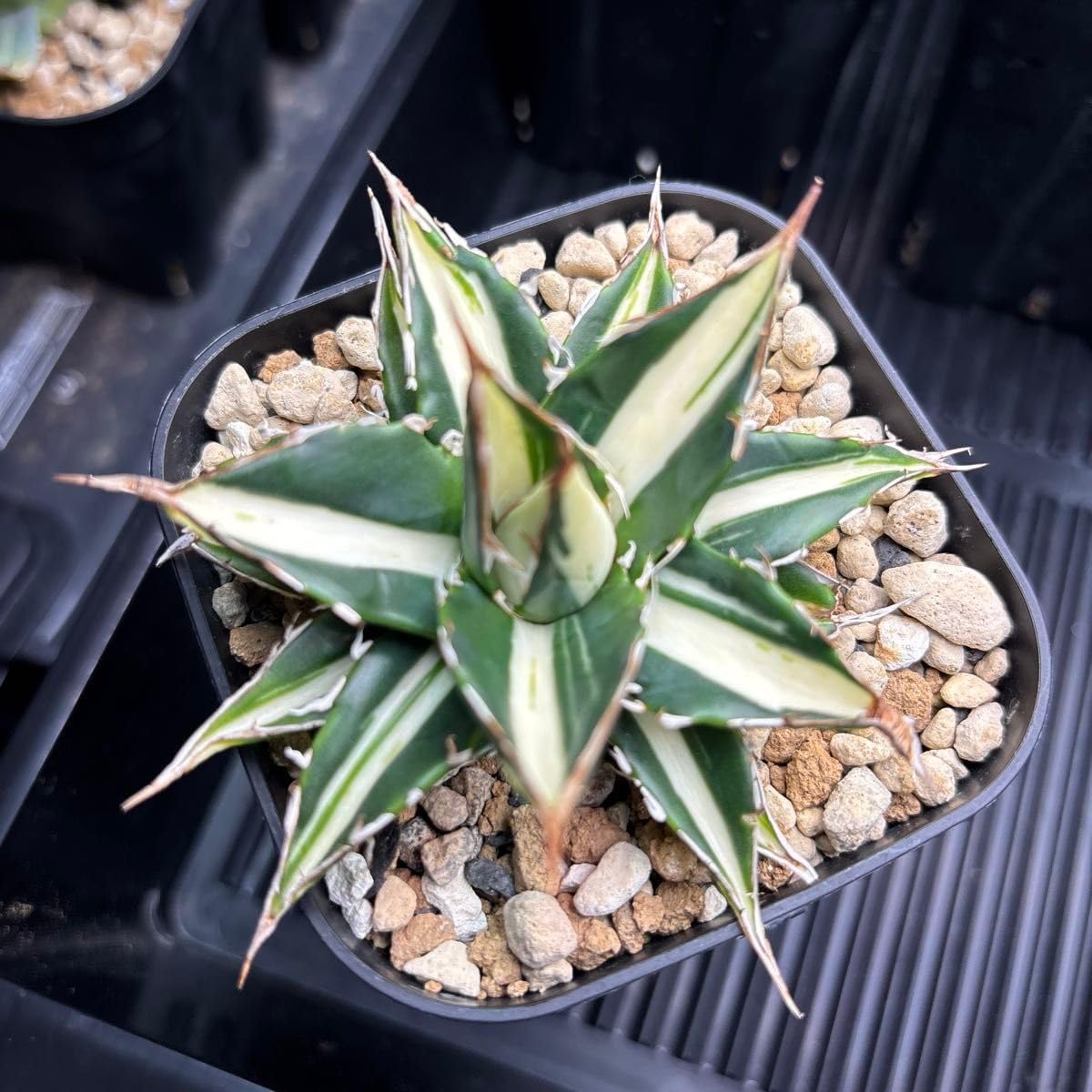 わか アガベ　ホリダ　白中斑 アガベ ホリダ白中斑 わか アガベ ホリダ 白中斑 アガベ ホリダ