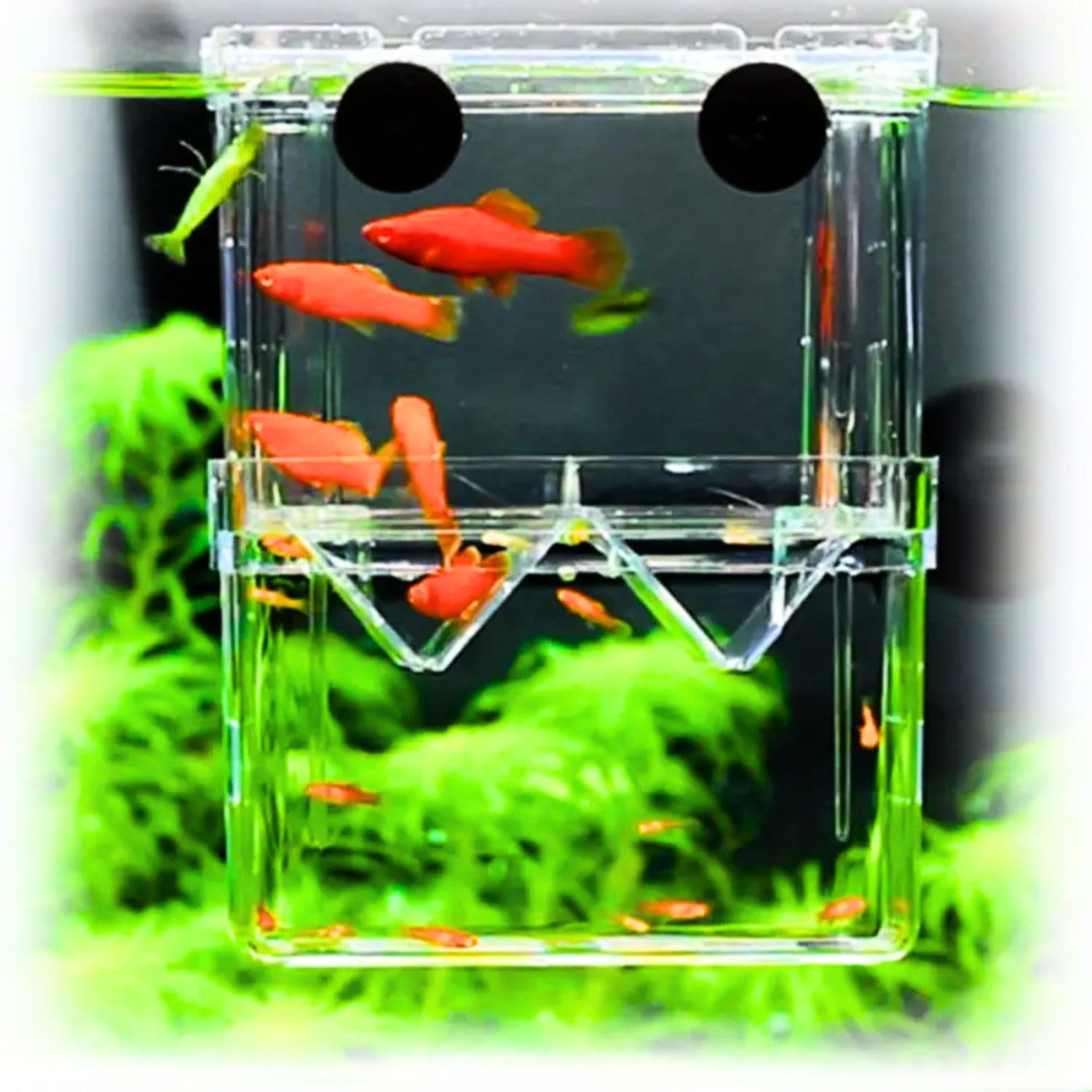 VAYINATO Petzlifeworld Aquarium Fish Guppy Double Deck Breeding Box, Isolation Box For Fish(Large) (B09GWB4BT1) Amazon Price History, Amazon Price Tracker