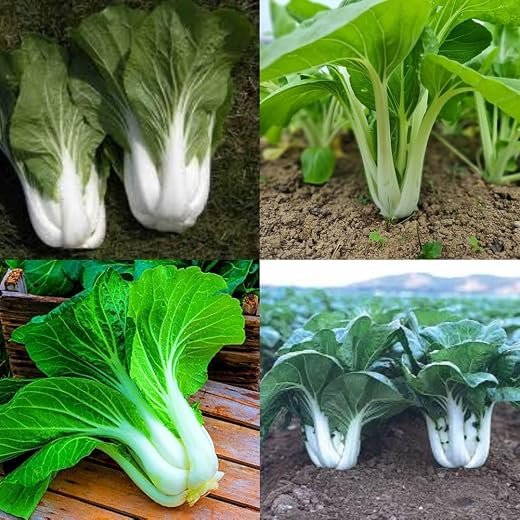 Pak Choi Seeds For Planting, Pakchoi Seeds Combo For Home Garden PACK OF 20