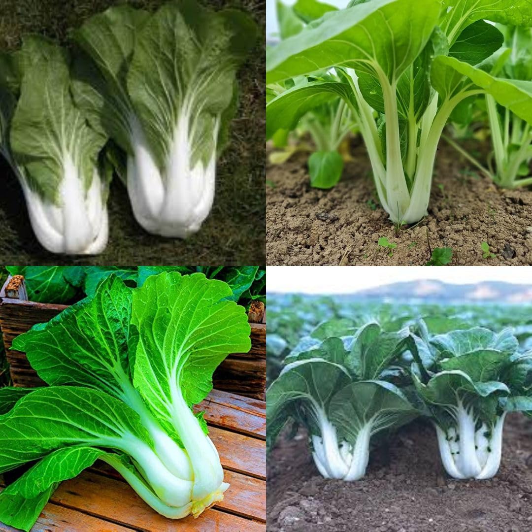 Pak Choi Seeds For Planting, Pakchoi Seeds Combo For Home Garden PACK OF 20