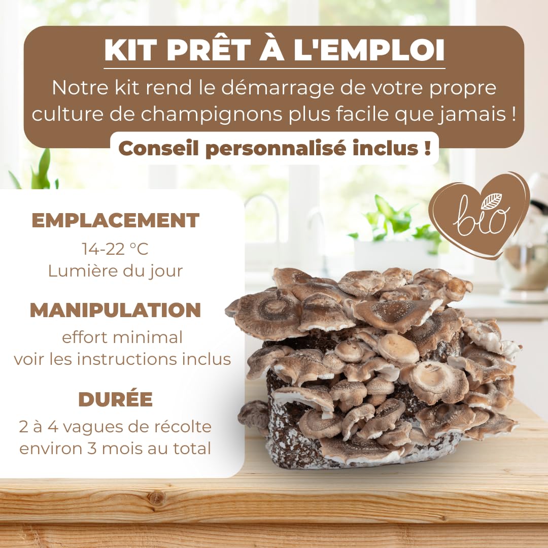 Hawlik Pilzbrut - Culture de Shiitake BIO à cultiver soi-même XXL - cultiver des champignons Shiitake facilement - Kit champignon complete - Cueillir champignons frais
