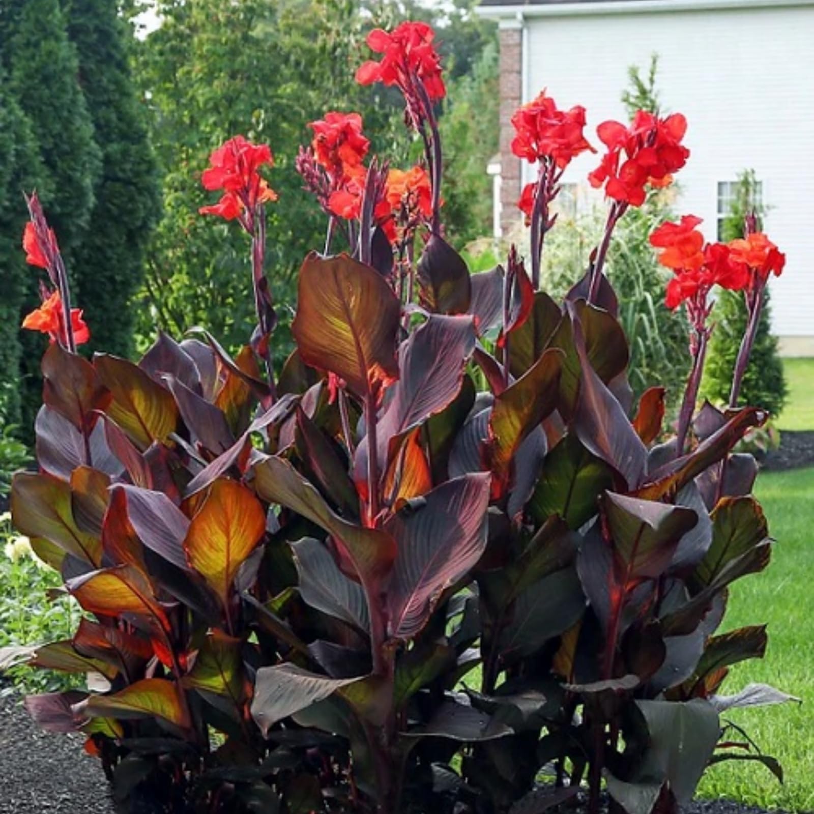 Rare Canna Lily for Planting UK, Hardy Perennial, Excellent Display, Mix Greening Flower, Natural Organic, Wedding, Balcony Garden-1 Bulbs-F